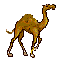 camelita.gif