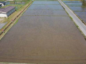 ricefields/IMG0024.JPG