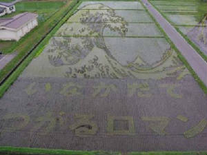 ricefields/IMG0024.JPG