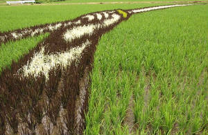 ricefields/IMG0024.JPG